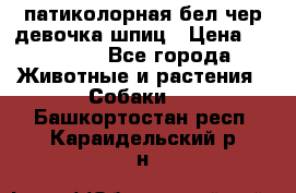 патиколорная бел/чер девочка шпиц › Цена ­ 15 000 - Все города Животные и растения » Собаки   . Башкортостан респ.,Караидельский р-н